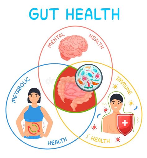 Why Gut Health Matters Vertical Poster Medical Infographic Stock