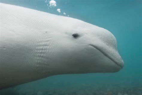 Beluga Whale Pictures