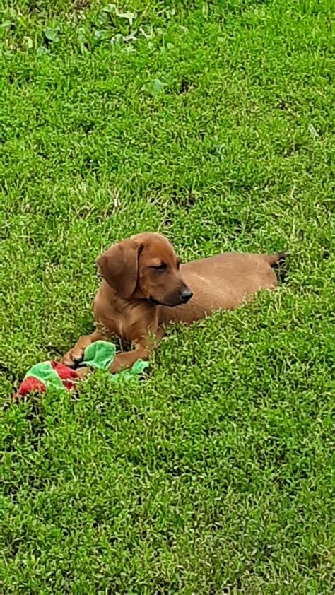 News and pictures about redbone coonhound dog redbone coonhound dog breed profile directory of dog breeders with redbone coonhound puppies for sale and redbone coonhound dogs for adoption. Redbone Coonhound Puppies For Sale | Lockwood, NY #306666