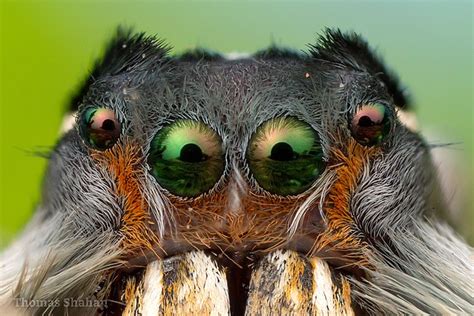 How Many Eyes Do Spiders Have Smore Science Magazine