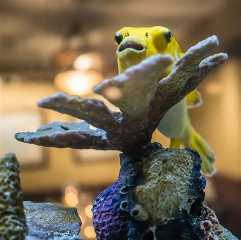 Download Free Photo Of Yellow Fish Bulging Eyes Coral Aquarium
