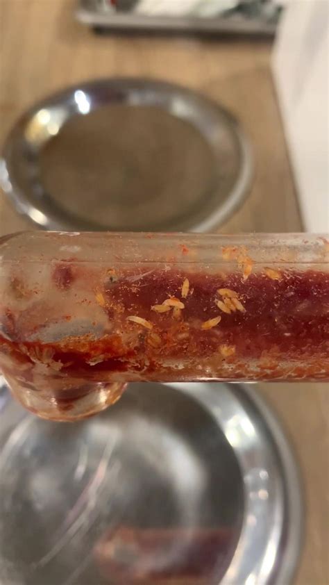 Gross Video Shows Maggots In Mcdonalds Ketchup Dispenser