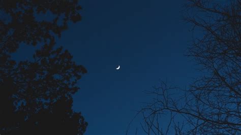 4k Trees Night Clear Sky Blue Crescent Moon Branch Moon Sky