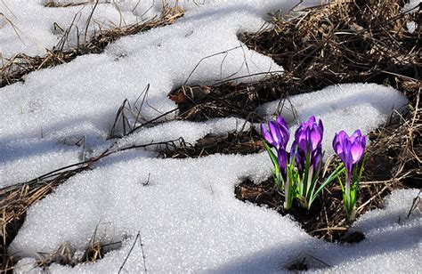 Snow Crocus Stock Photos Pictures And Royalty Free Images Istock