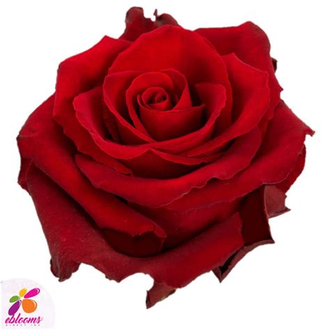 Believe Red Rose Variety Ebloomsdirect Eblooms Farm Direct Inc