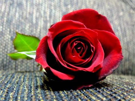 images gratuites fleur pétale romantique rose rouge fermer macrophotographie le