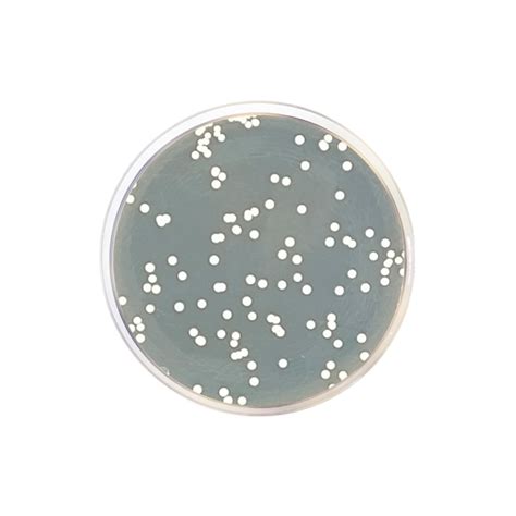 Agar Dextrosa Sabouraud Epuspiso Formato 500 G