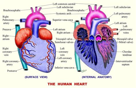 Circulatory system | Zoology for IAS, IFoS and other competitive exams