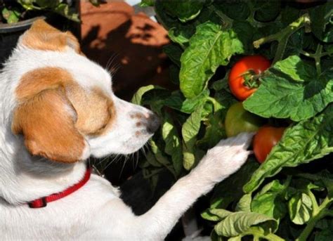 Can Dogs Eat Tomato Soup All You Need To Know — Lowcountry Dog