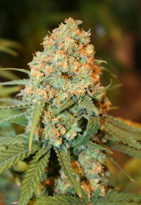 Critical Super Silver Haze - strain - Delicious Seeds | Cannapedia