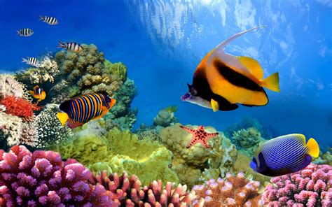 Pick out unique binders, folders, business cards and more. Great Barrier Reef Biosearch Life Under The Ocean Desktop ...