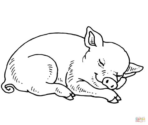 Sleeping Baby Pig Coloring Page Free Printable Coloring Pages