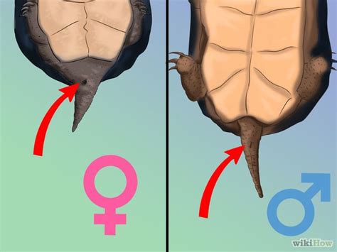 Tell If A Turtle Is Male Or Female Turtle Habitat Turtle Aquarium
