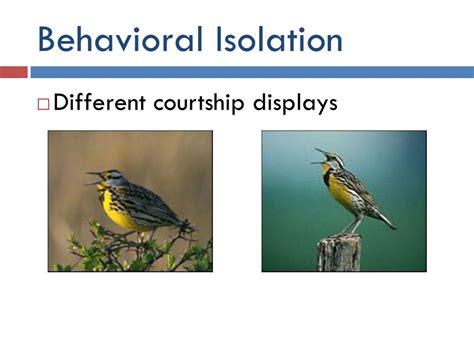 Apr 22, 2020 · we can see many examples of behavioral isolation in nature. PPT - SPECIES AND SPECIATION PowerPoint Presentation, free ...