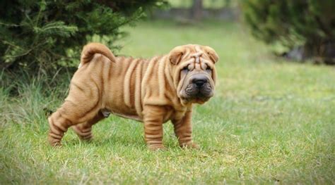 Chinese Shar Pei Dog Breed Information Facts Traits Pictures And More