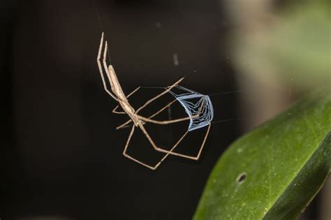10 Of Africas Scariest Spider Species Spider Spider Species
