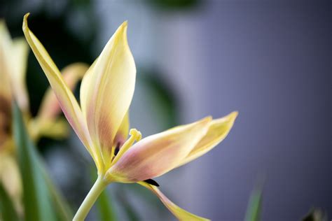 Fotos Gratis Flor Pétalo Tulipán Botánica Amarillo Flora De