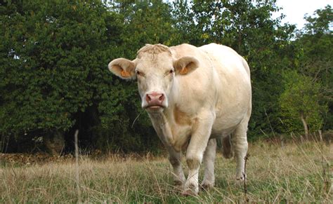 Quelles Sont Les Principales Races De Vaches Lev Es En France