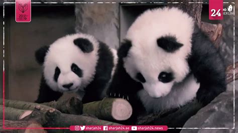 Berlins Panda Twins Ready For Public Debut Youtube