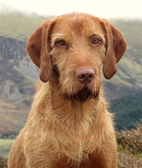These vizsla puppies located in california come from different cities, including, frazier park. Google Image Result for http://www.lanokk.co.uk/images ...