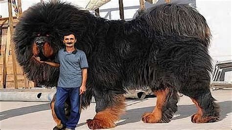 Top 5 Abnormally Biggest Dogs In The World Giant Dog Breeds Large Dog