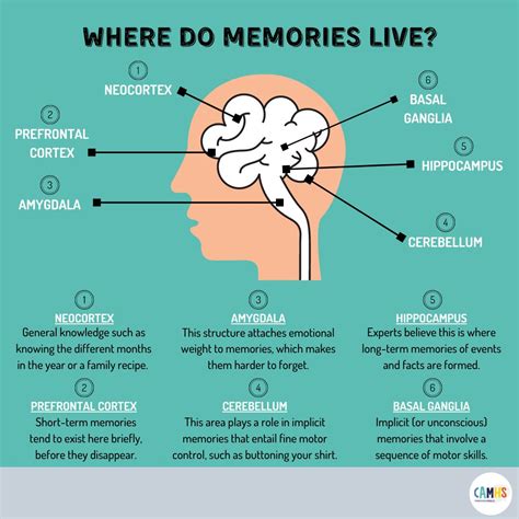 Camhs Professionals On Linkedin Where Do Memories Live Memory Is The