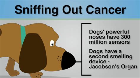 Then, doctors use a scope that has a camera. Did You Know - Dogs Can Sniff Out Cancer - YouTube