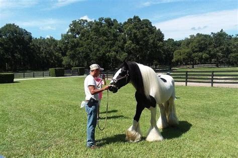 Gypsy Gold Horse Farm Tour