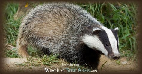 Badger Symbolism And Meaning Spirit Totem And Power Animal Power