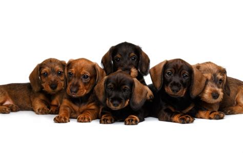 How To Treat Dachshund Skin Problems Your Complete Guide Dachshund