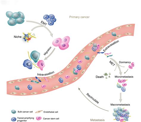 The Schematic Of Cscs And Metastasis Metastatic Cascade Involves