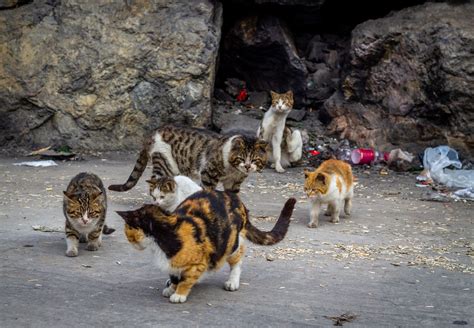 Cats All Folks Australia Aims To Kill 2 Million Feral Felines By 2020