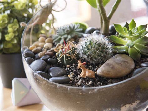 High oxygen environments can leave you feeling you don't need to be a gardener to keep a cactus alive. How Often Do You Water Succulents in a Terrarium? - A DIY ...