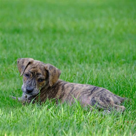 Are Black Mouth Cur Hypoallergenic