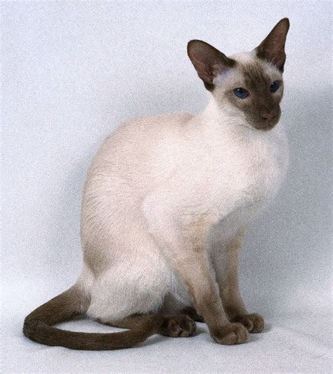 Beautiful Chocolate Point Siamese Cat This Is A Short Hair Cat Cat