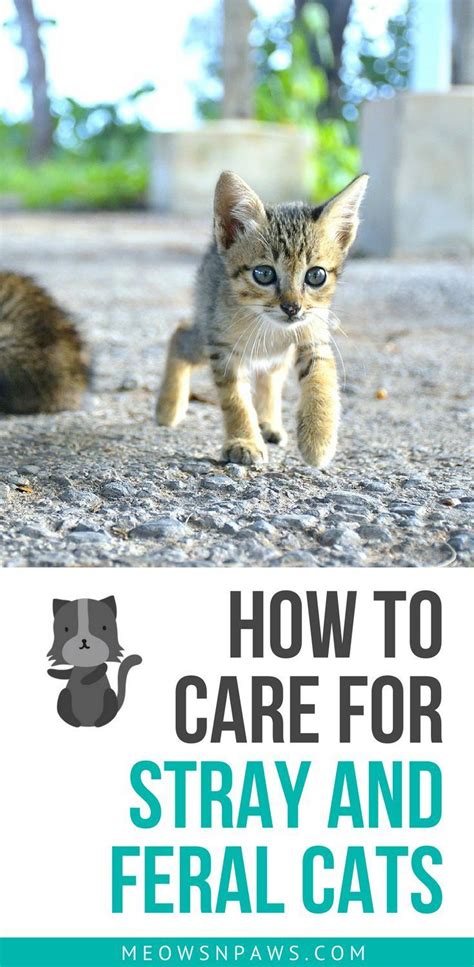 How To Care For Stray And Feral Cats 6 Things To Know Meows N Paws