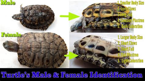 How To Determine Red Eared Slider Turtle Gender