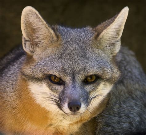 Animals Of The World Gray Fox