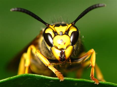 Yellow Wasp Portrait Yellow Extreme Macro Of A Wasps F Flickr