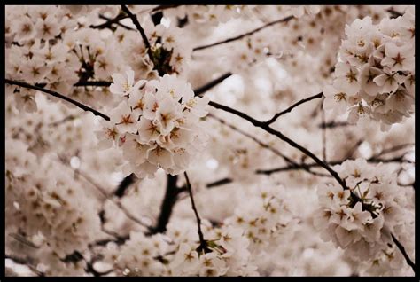 Fond D Cran Fleur De Cerisier Printemps Branche Plante Flore