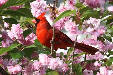 15 Simply Stunning Photos Of Northern Cardinals Birds
