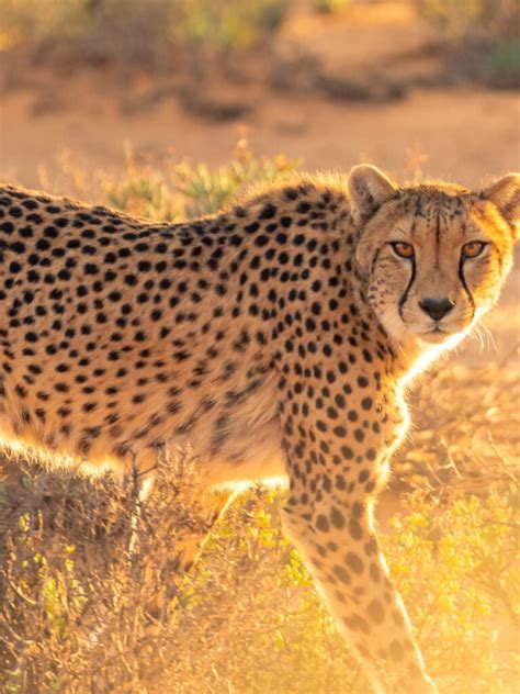 Fun Facts About Cheetahs Gvi