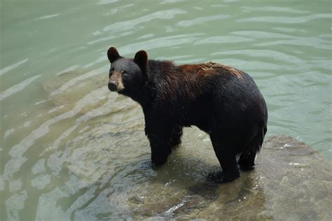 Free Stock Photo Of Bear Black Bear Standing