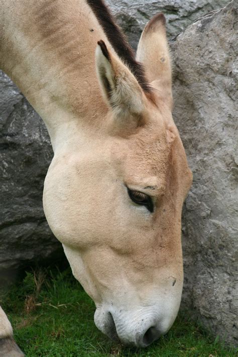Persian Onager Persian Onager Equus Hemionus Onager At C Flickr