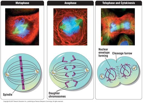 Animal cell mitotic spindle diagram. michellechapter8&22 - isami16