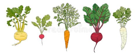 Root Vegetables Icons Stock Vector Illustration Of Carrot 59465386