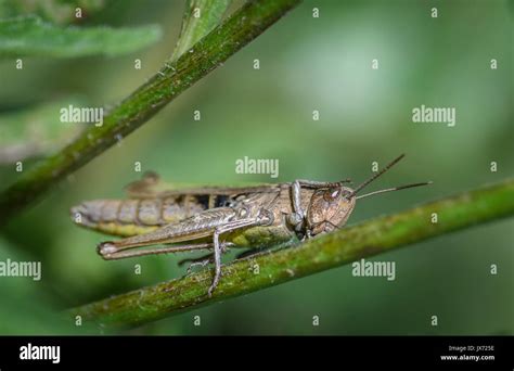 Butterflies And Grasshoppers Hi Res Stock Photography And Images Alamy