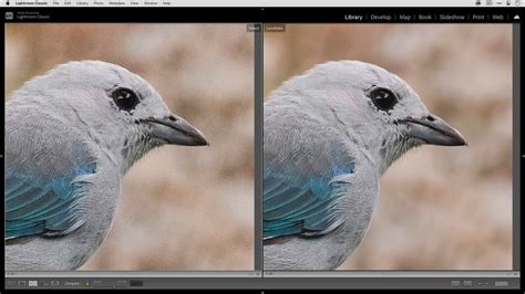 Photo Editing Workflow 01 Using Adobe Lightroom Classic Denoise Ai