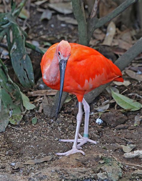 Pictures And Information On Scarlet Ibis
