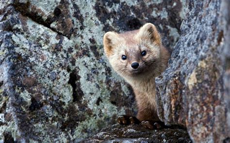 Sable Facts, Distribution, Habitat, Life-cycle, Pictures